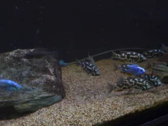 Ekologie a životní prostředí - Střední odborná škola ekologická a potravinářská Veselí nad Lužnicí