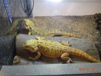 Ekologie a životní prostředí - Střední odborná škola ekologická a potravinářská Veselí nad Lužnicí