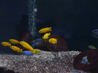 Ekologie a životní prostředí - Střední odborná škola ekologická a potravinářská Veselí nad Lužnicí