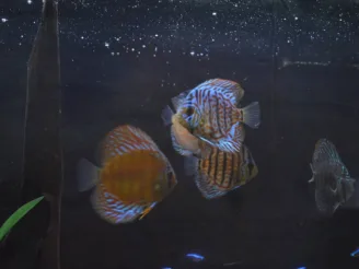 Ekologie a životní prostředí - Střední odborná škola ekologická a potravinářská Veselí nad Lužnicí