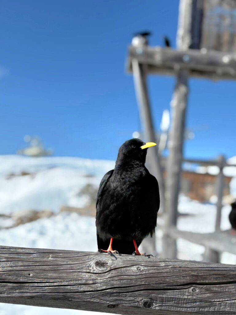 ❄️🔥 Dachstein West v plné kráse: Lyžák, na který se nezapomíná - Střední odborná škola ekologická a potravinářská Veselí nad Lužnicí