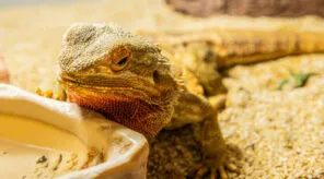 Herpetologický kroužek