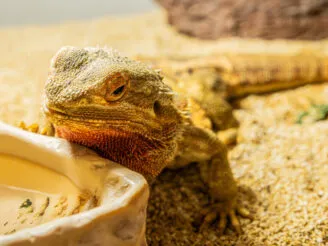 Ekologie a životní prostředí - Střední odborná škola ekologická a potravinářská Veselí nad Lužnicí