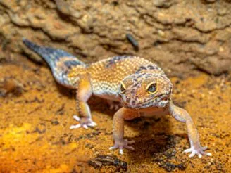 Ekologie a životní prostředí - Střední odborná škola ekologická a potravinářská Veselí nad Lužnicí