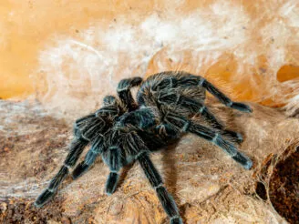 Ekologie a životní prostředí - Střední odborná škola ekologická a potravinářská Veselí nad Lužnicí