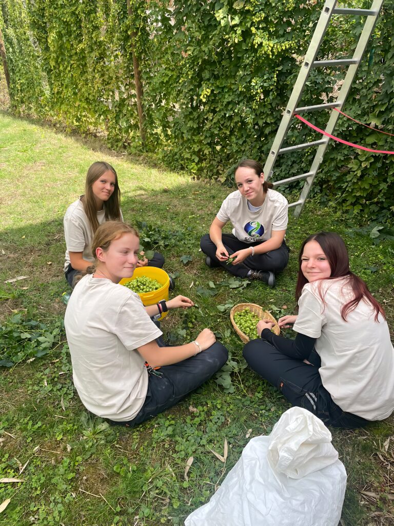 🍃 Chmelobraní na SOŠEP: ruce zelené, nálada skvělá! 🌿 - Střední odborná škola ekologická a potravinářská Veselí nad Lužnicí