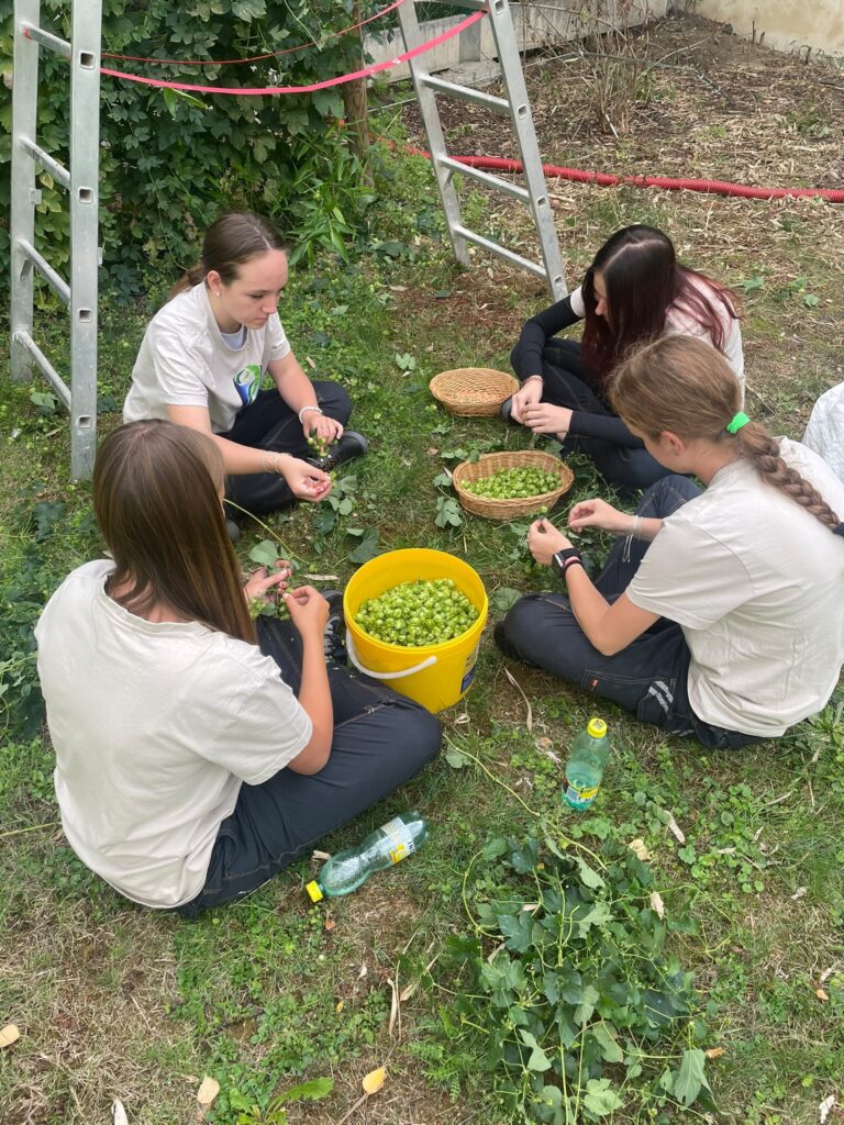 🍃 Chmelobraní na SOŠEP: ruce zelené, nálada skvělá! 🌿 - Střední odborná škola ekologická a potravinářská Veselí nad Lužnicí